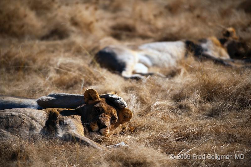 20090611_085545 D3 X1.jpg - Note the female Lions touching and nuzzling each other